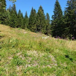 Grundstück am Feldberg